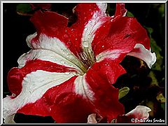фото "Red and White"