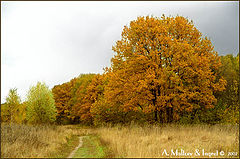 фото "Цвет осени 2"