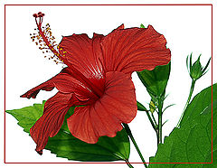 photo "Hibiscus-2"