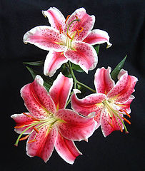 фото "3 Pink Lilies"