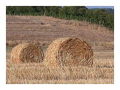 фото ""straw""