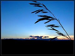 фото "Prairie Peace"