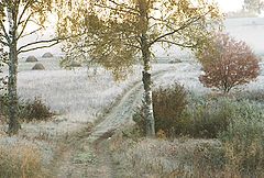 photo "``Frosty morning`` From series Fall"