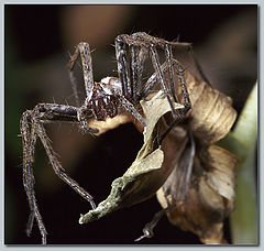 photo "Monster"