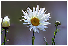 фото "Time of daisies"