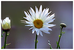photo "Time of daisies"
