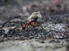 photo "Super Ant"