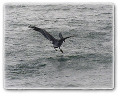 photo "Pelican"