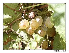 photo "Edible Fruit"