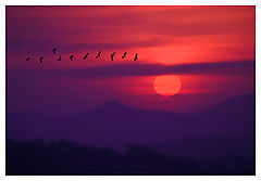 photo "Contemplation"
