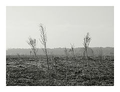 photo "weeds"