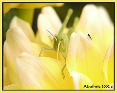 фото "David and Golieth"
