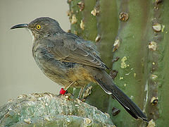 фото "Curved Bill Thrasher"