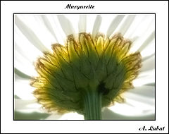 photo "marguerite"