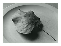 photo "leaf on plate"