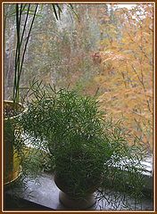 photo "Still summer... (at home)"