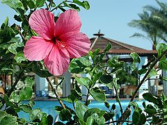 photo "The Rose Color"