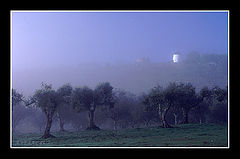 photo "Misterious Misty"