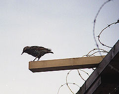 photo "Freedom?"