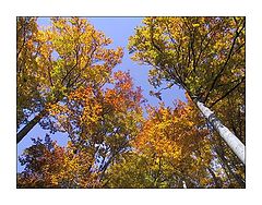 фото "Simple Autumn Postcard"