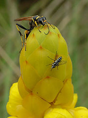 фото "Wasp"