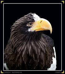 photo "Profile"