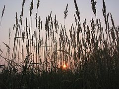 фото "Закатные часовые"