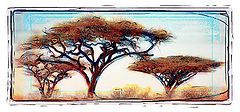 photo "Trees of The Savanne, Kenya"