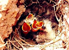 photo "The beginning of a life"