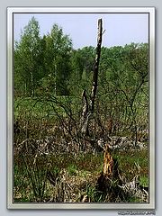 photo "God-forsaken spot II"