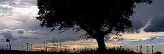 photo "Tree #1"