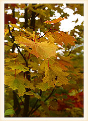 photo "Untitled photo"