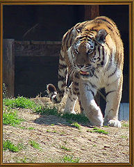 фото "Siberian Tigress"