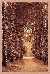 photo "Sweet Avenue"