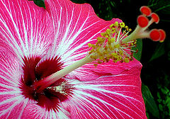 photo "flower #12"