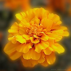 photo "***"