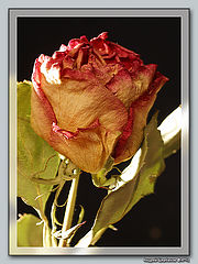 photo "The Beauty can`t be old"