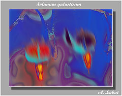 photo "solanum"