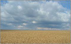 photo "Harvest"