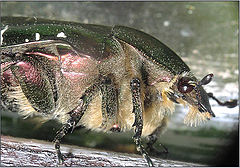 photo "The bearded bug"