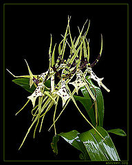 фото "Орхидея-паук"