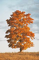 photo "``Maple tree`` from series Fall"