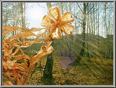 photo "Star named the Sun"
