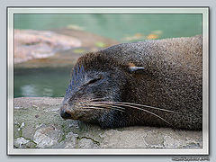 photo "Sleepping after dinner :-)"