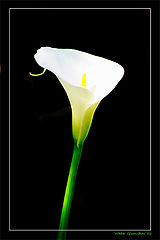 photo "the flower"