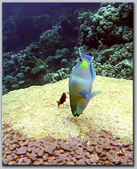 photo "Sea scare"