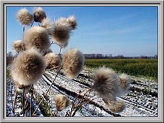 photo "The fifth season"