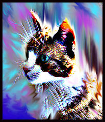 фото "cat"