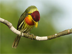 фото "Lemon-Throated Barbet"