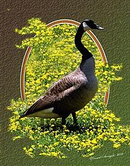 photo "Mother Geese"